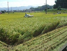 奈良県のお米「ひのひかり」