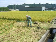 奈良県のお米「ひのひかり」