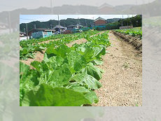 野菜の栽培です